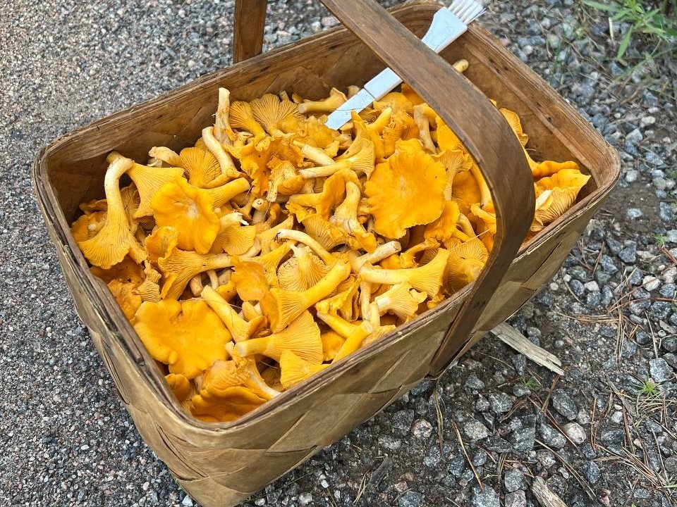 Kantarelleja Etelä-Karjala