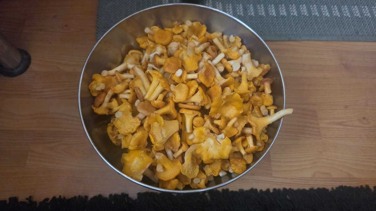 Tuoreita kanttarelleja