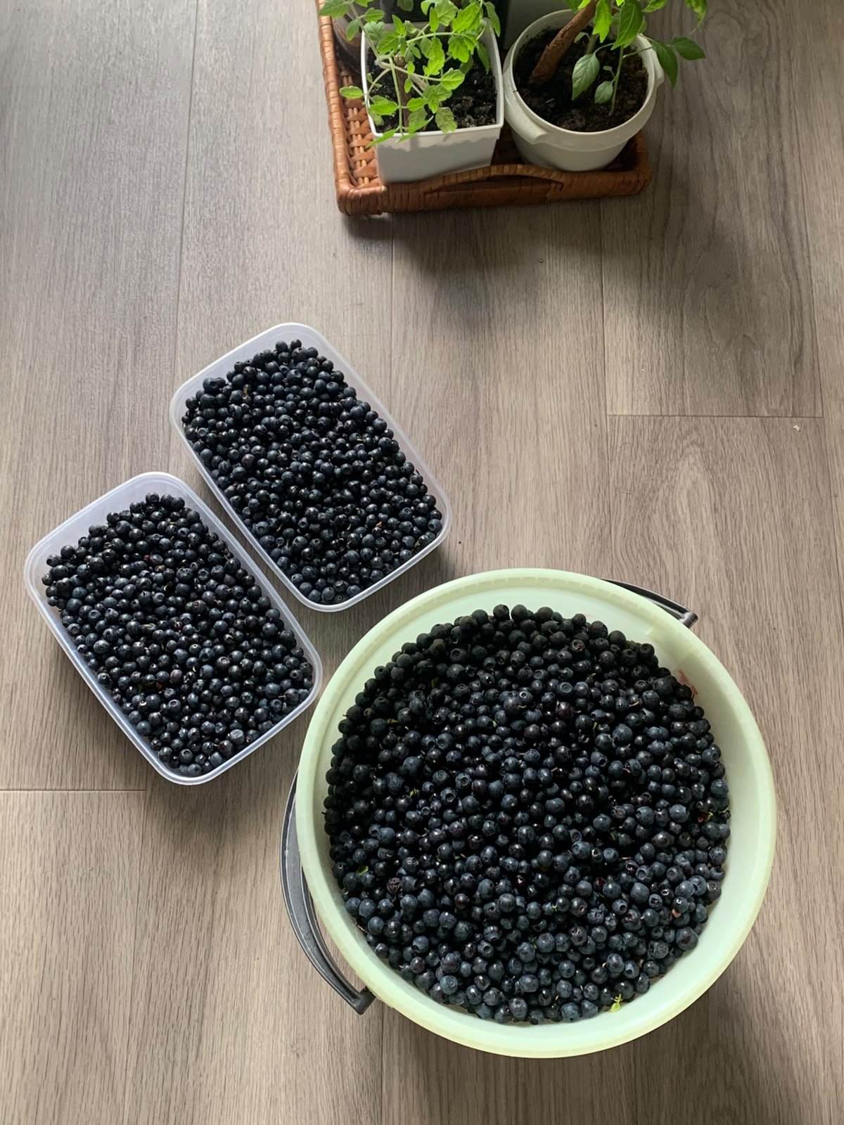 Tuoreita metsämustikoita Lappeenrannsta