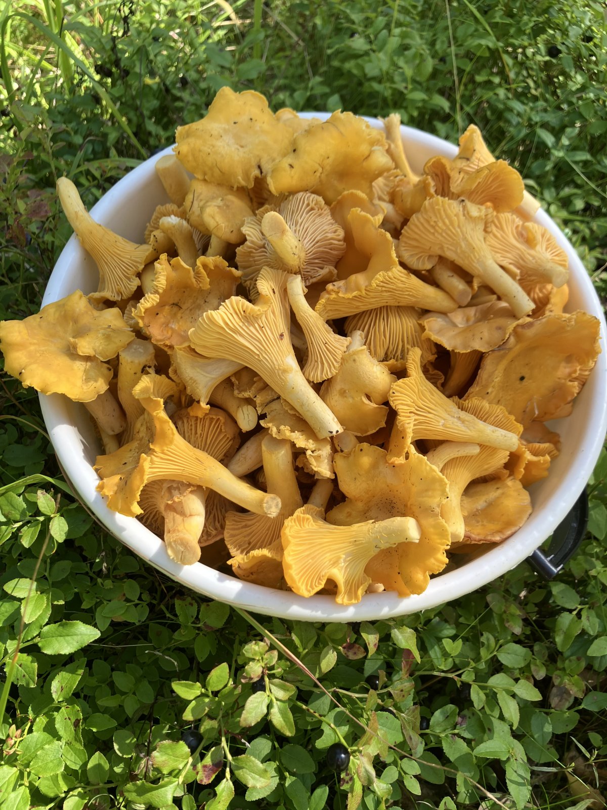 Tuoreita kantarellejä Tampere (40€)