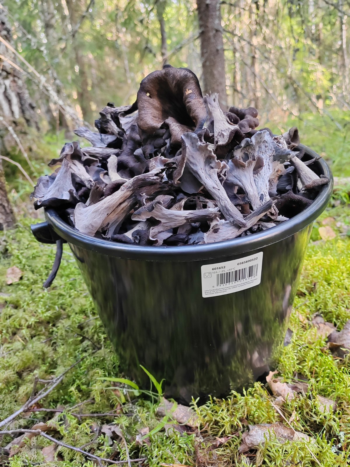 Mustatorvisieniä metsäpuhdistettuja