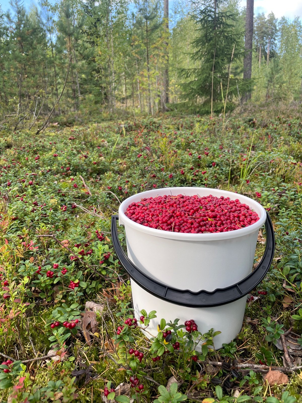 Tuoreita puolukoita Riihimäellä!