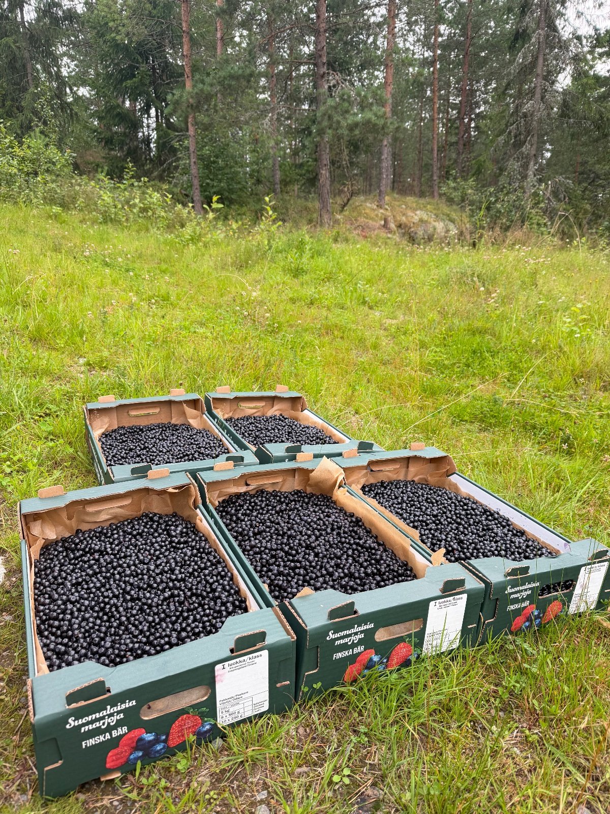 Tuoreet metsämustikat 5 kg