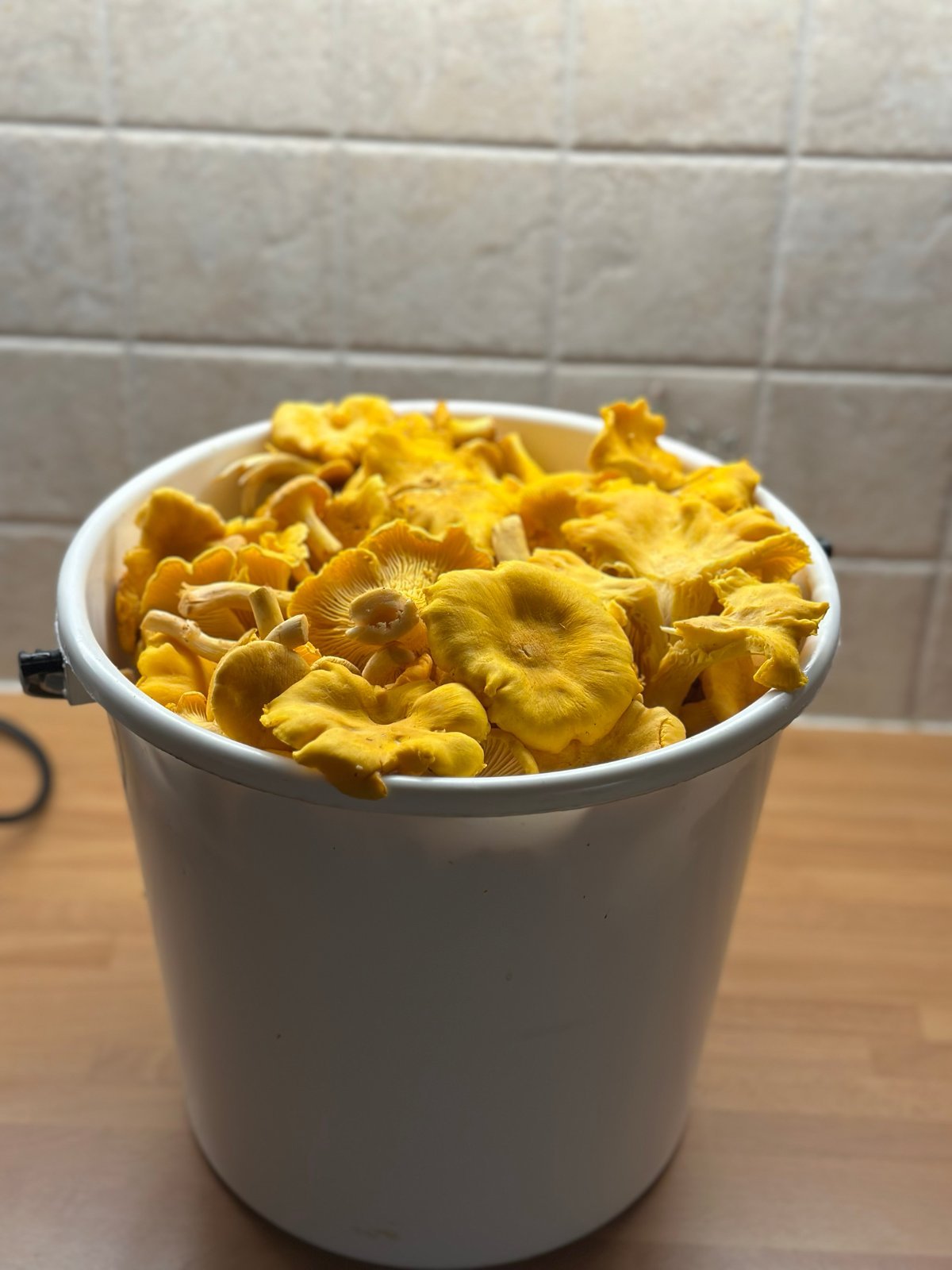 10l kanttarellia