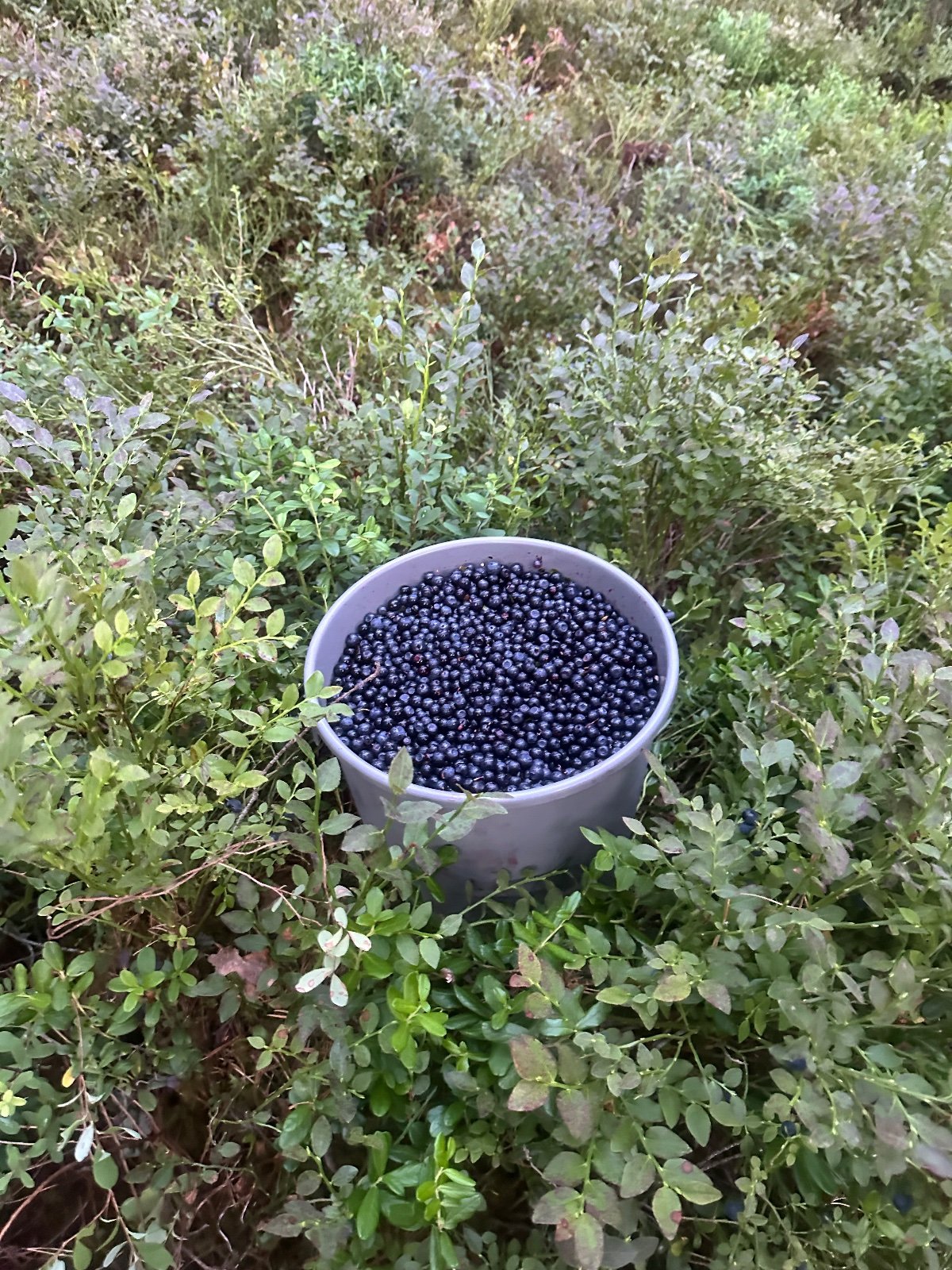 Tuoretta mustikkaa