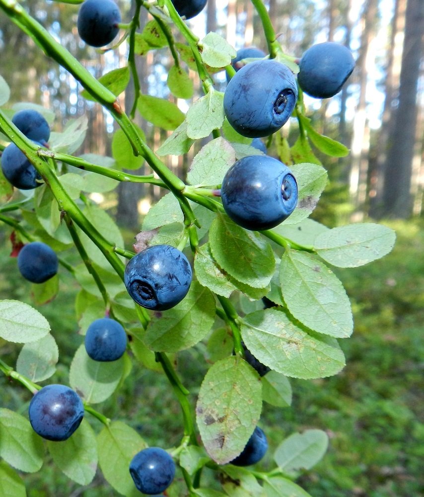 Tuoreita metsämustikoita Lappeenrannassa