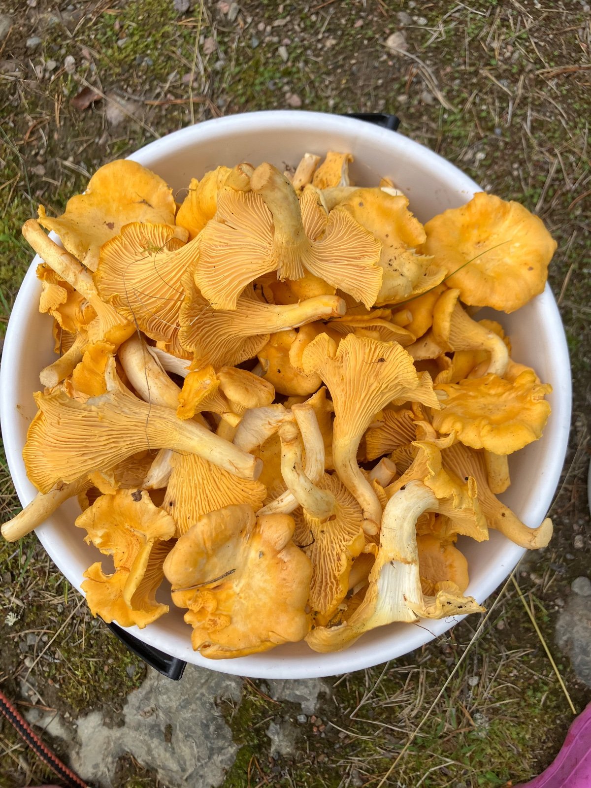 Tuoreita kantarellejä