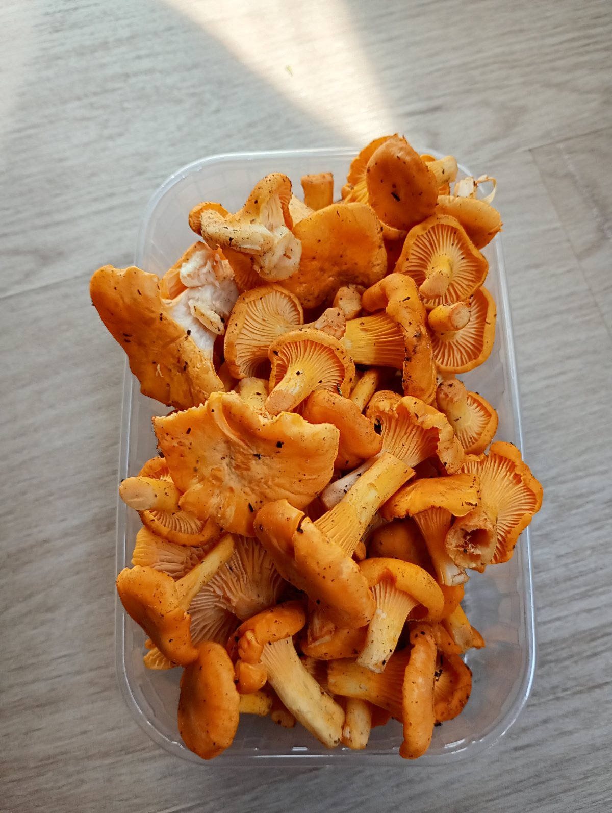 Kantarelli