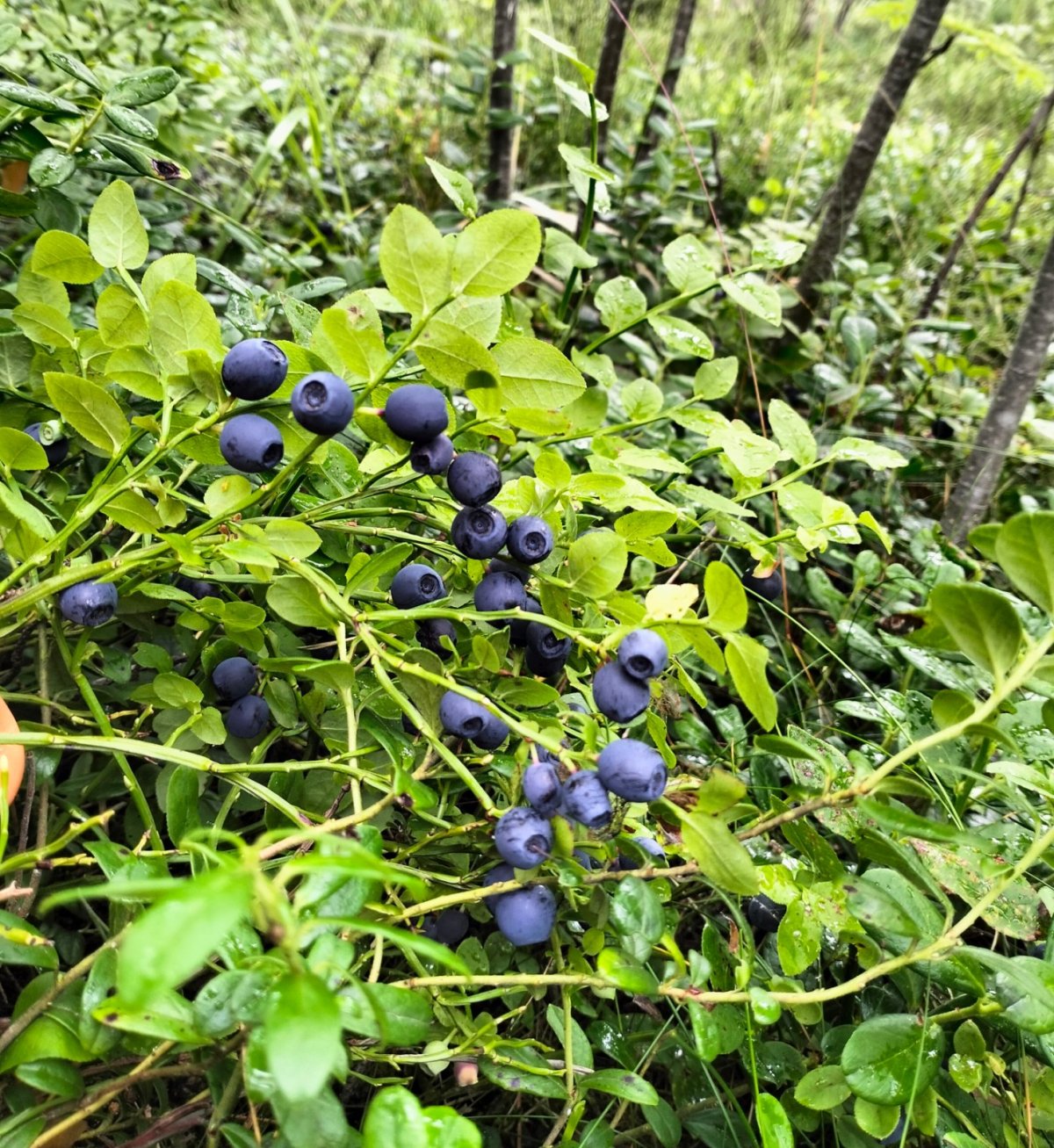 Tuoreita metsämustikoita – poimittu tänään!