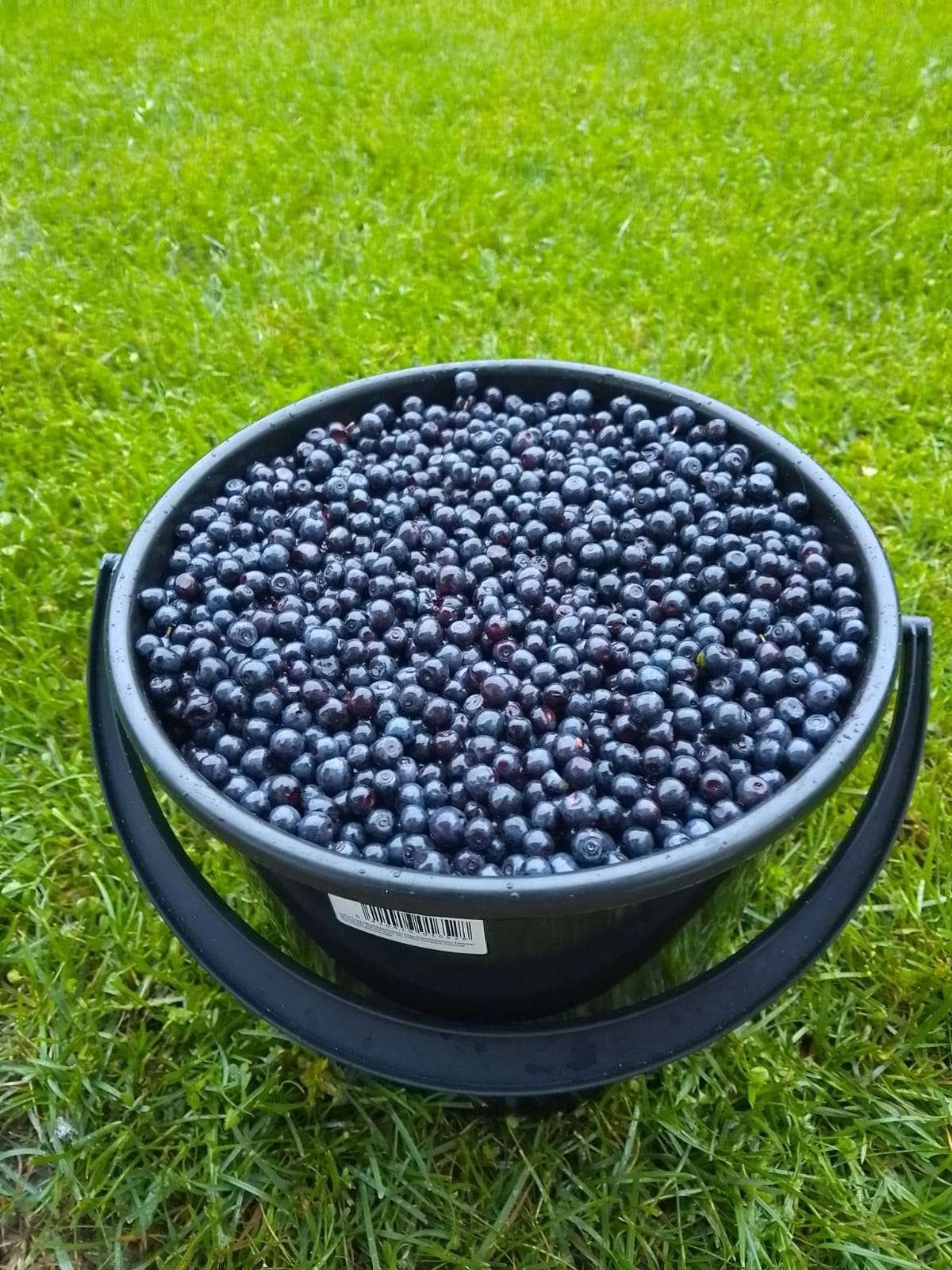 tueretta mustikkaa seinäjoelta