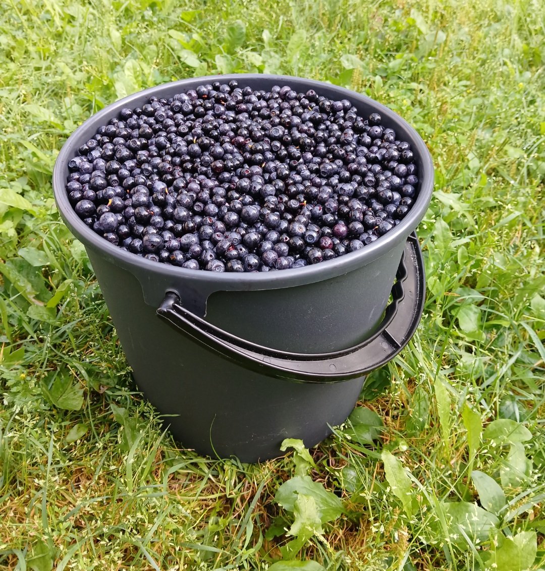 Mustikkaa Oulun alueella kotiinkuljetuksella
