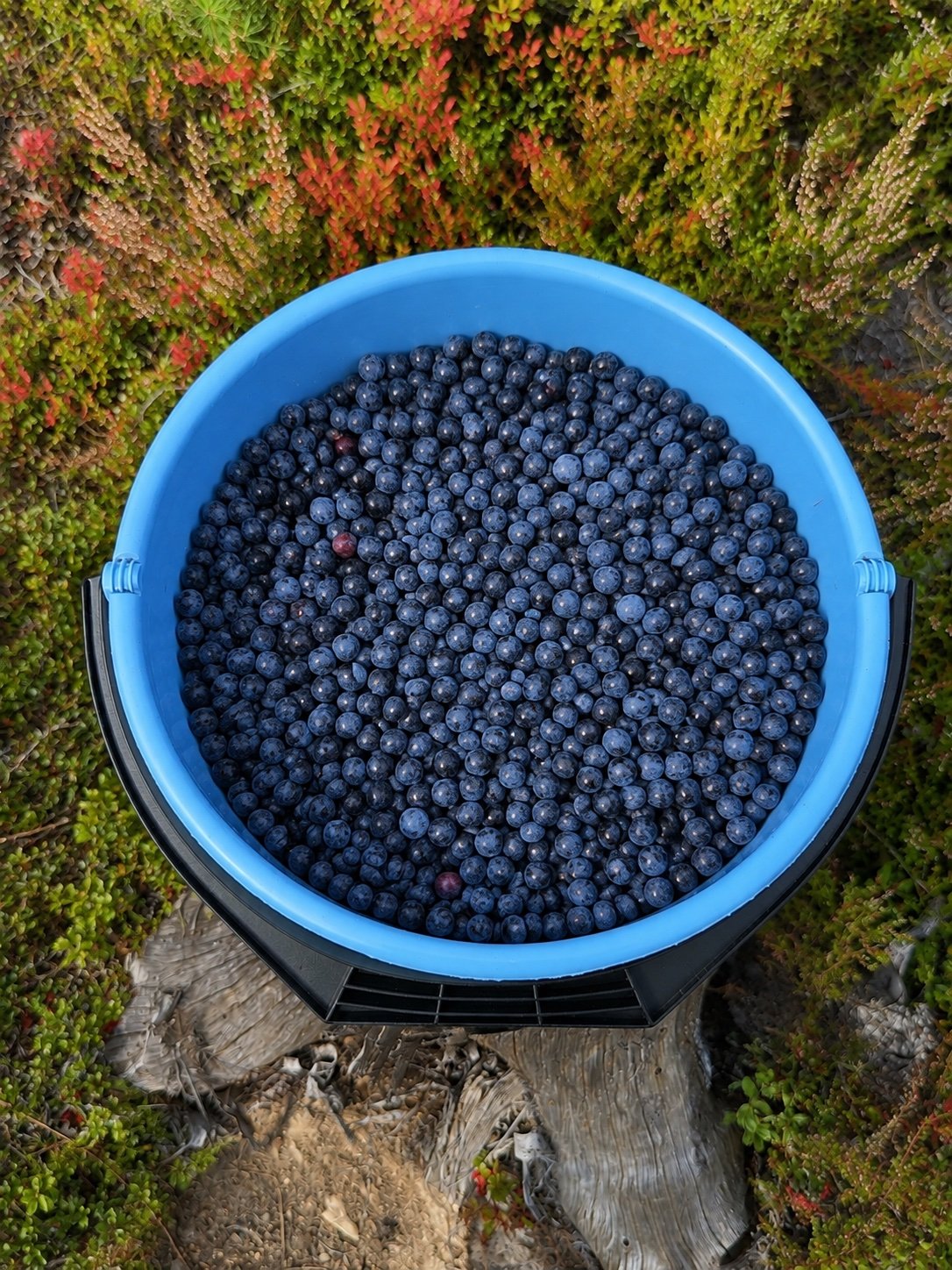 Tuoretta puhdistettua metsämustikkaa Mikkelissä