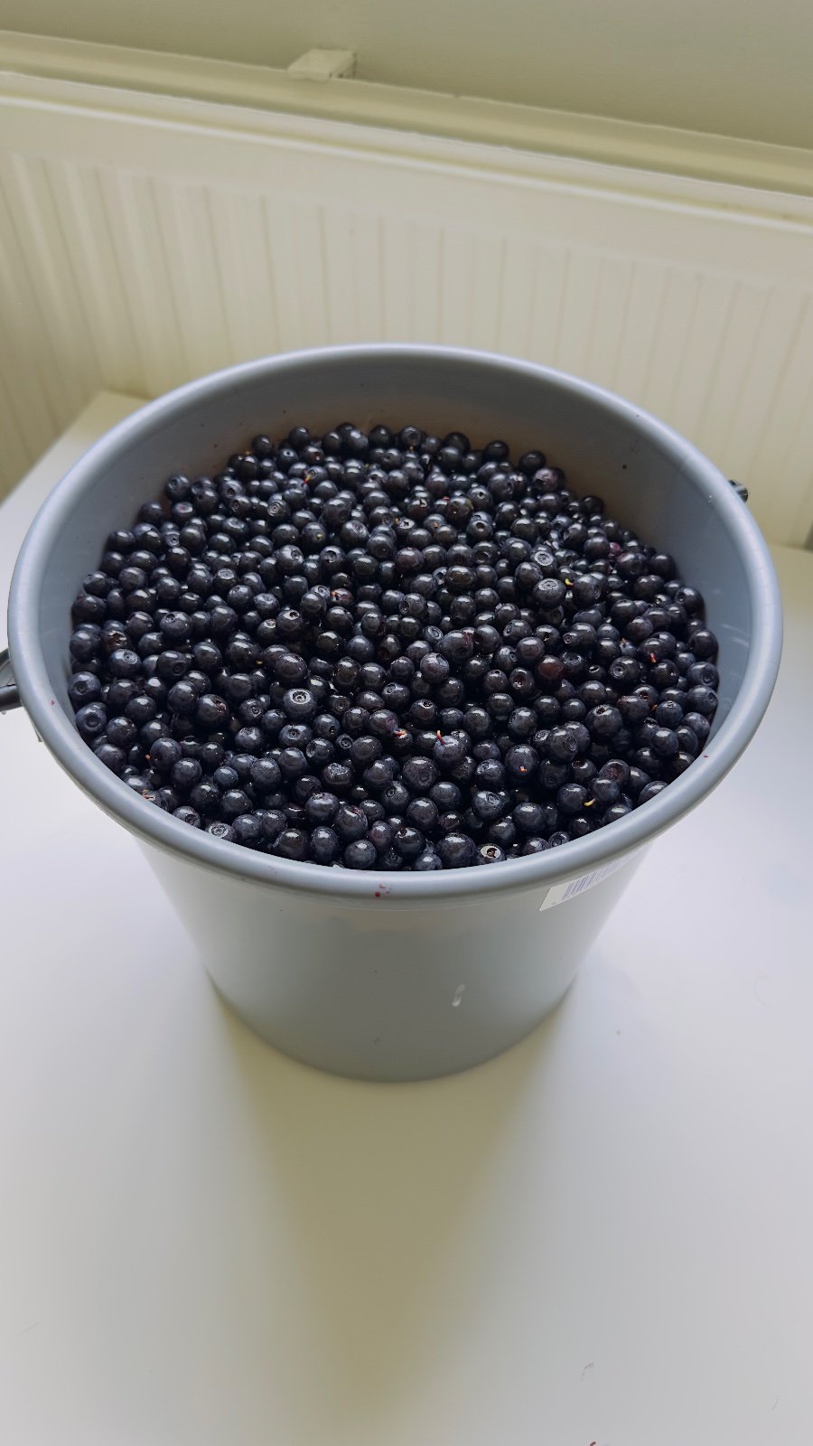 Fresh Blueberries from Kaijonharju, Oulu 90570