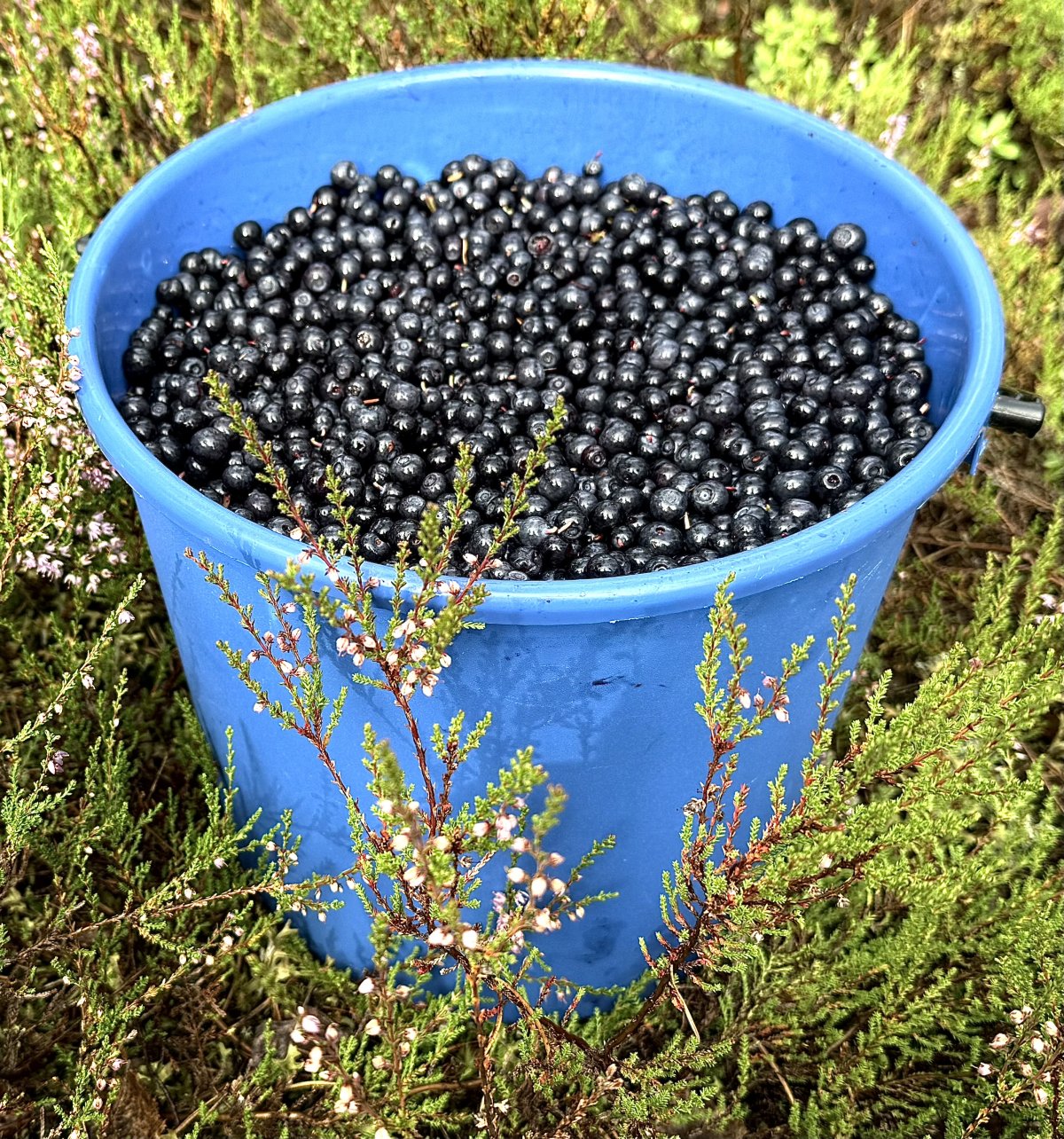Tuoreita mustikoita Kajaanista