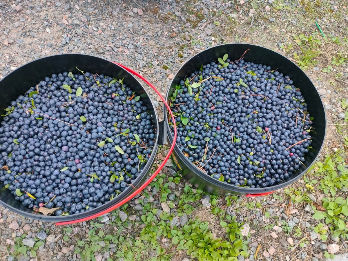 Tuoreita mustikoita myytävänä