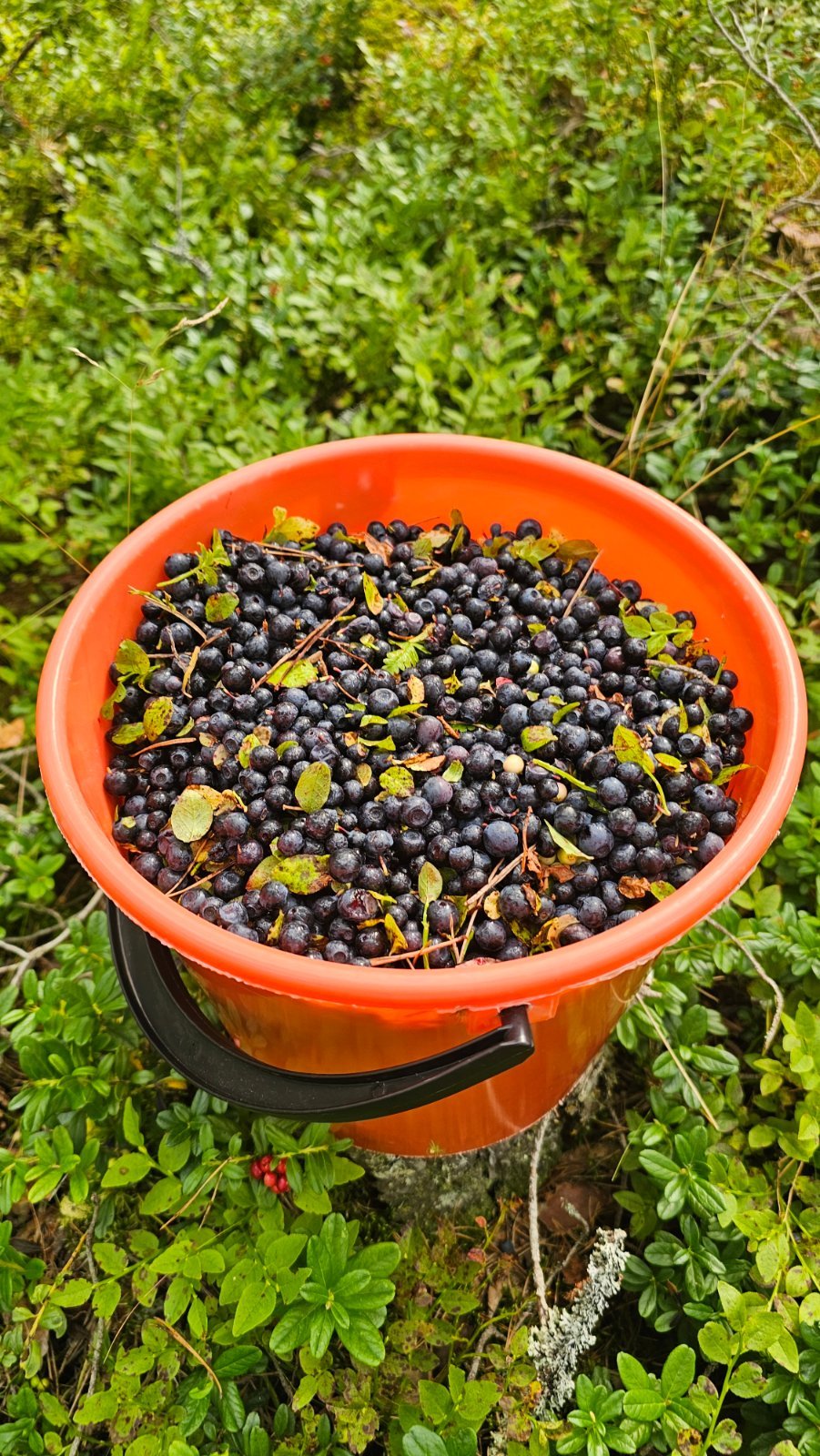 Tuoretta metsämustikkaa Porlammilla (10 l)