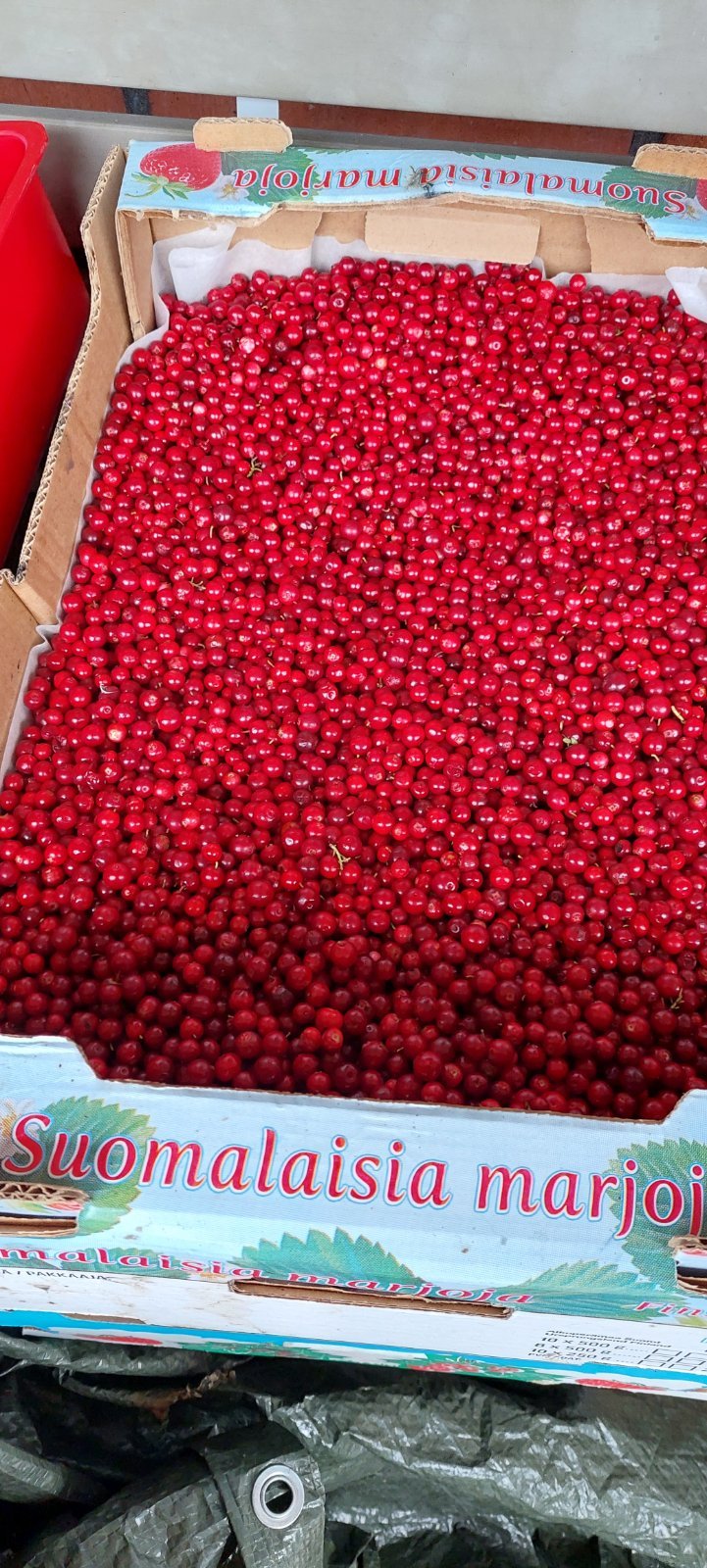 Puolukkaa Porvoon Kerkkoosta