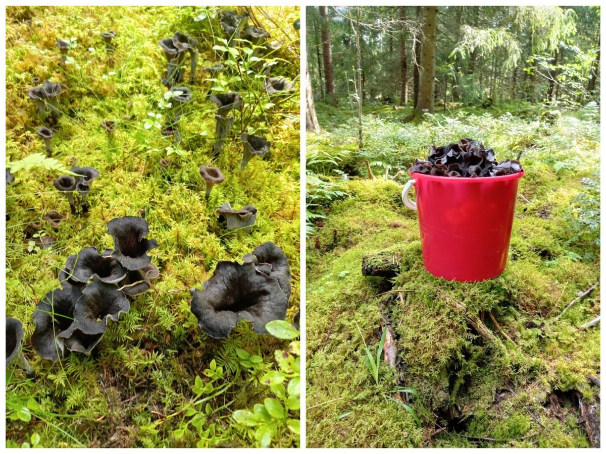 Tuoreita mustatorvisieniä 10L