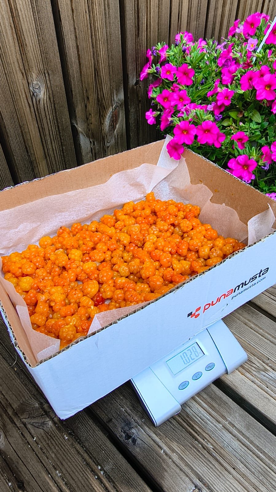 2kg Tuoretta Lakkaa myynnissä Ulvilassa.