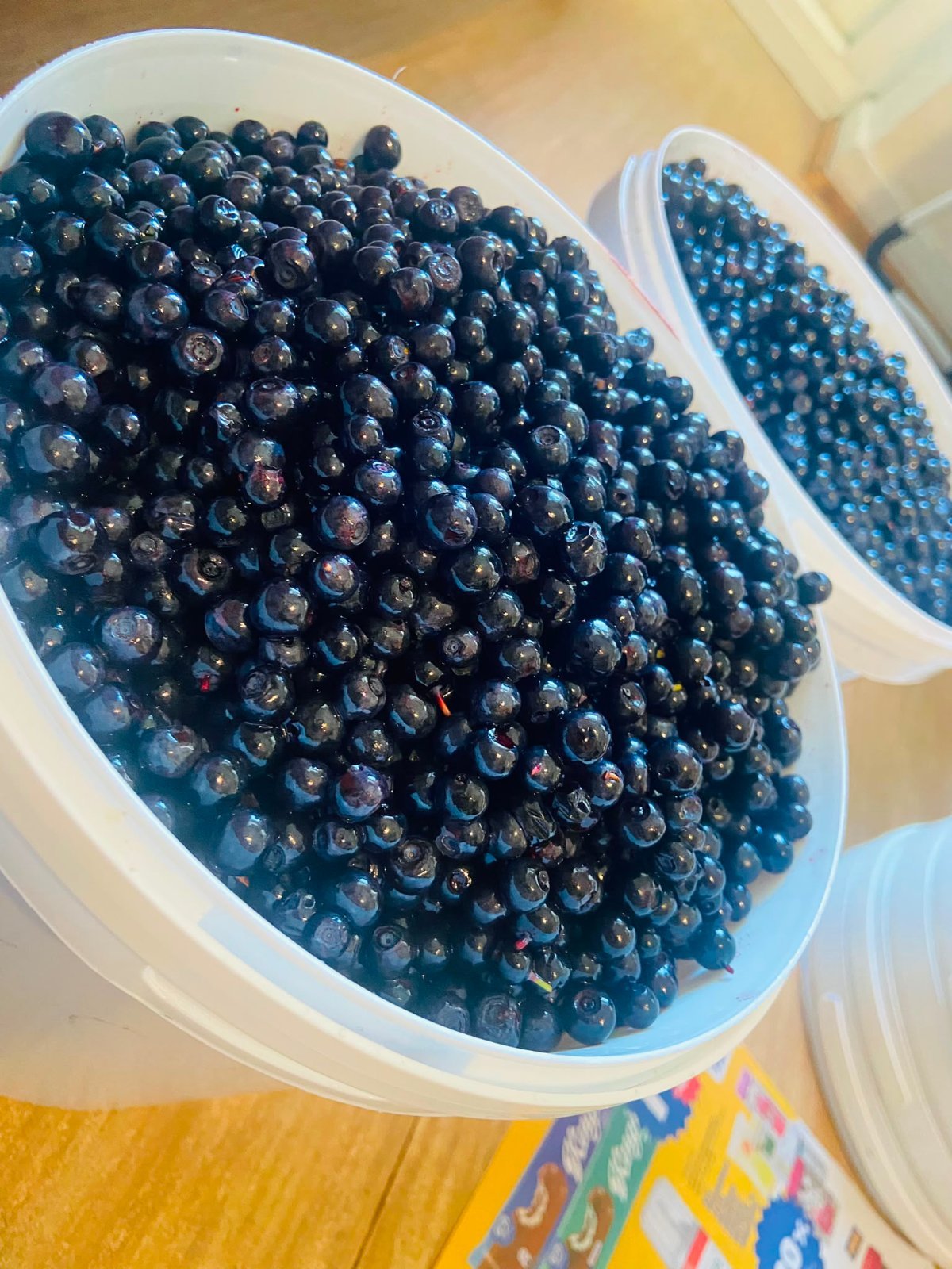 Fresh blueberries from Pori