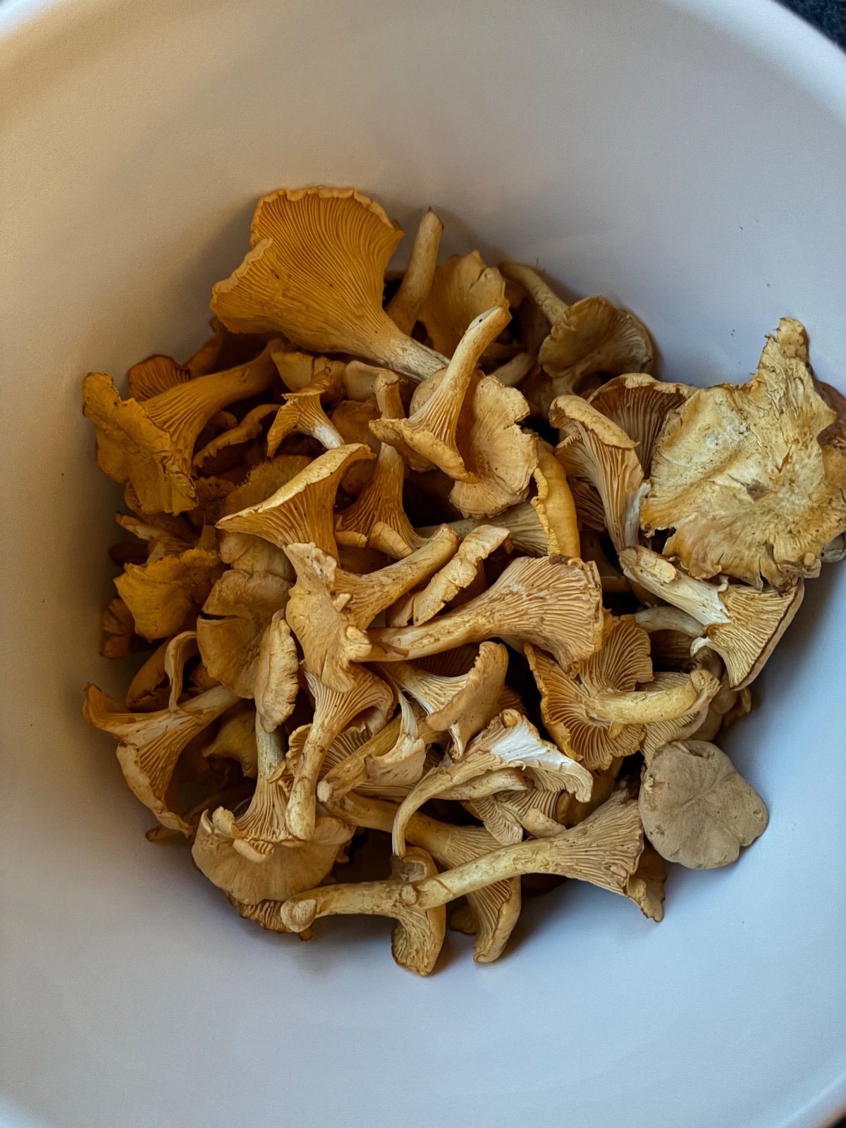 Kantarelleja