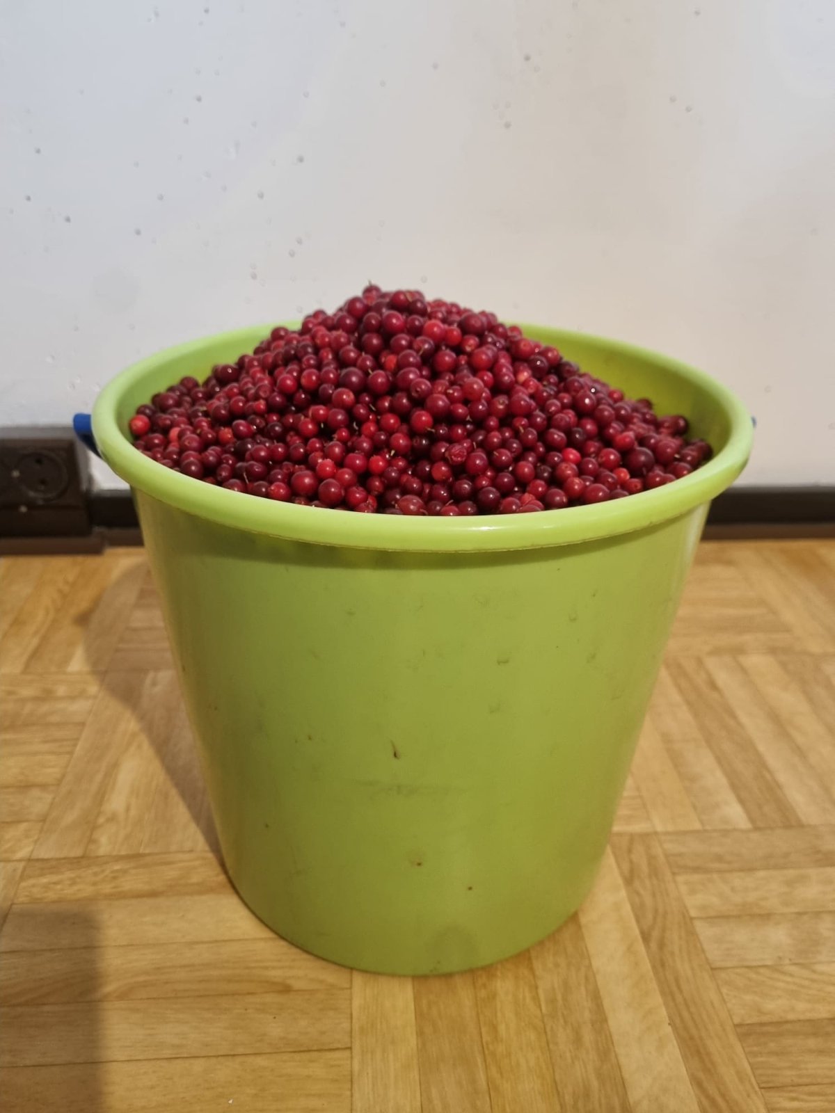 Puhdistettua kypsää puolukkaa Porissa