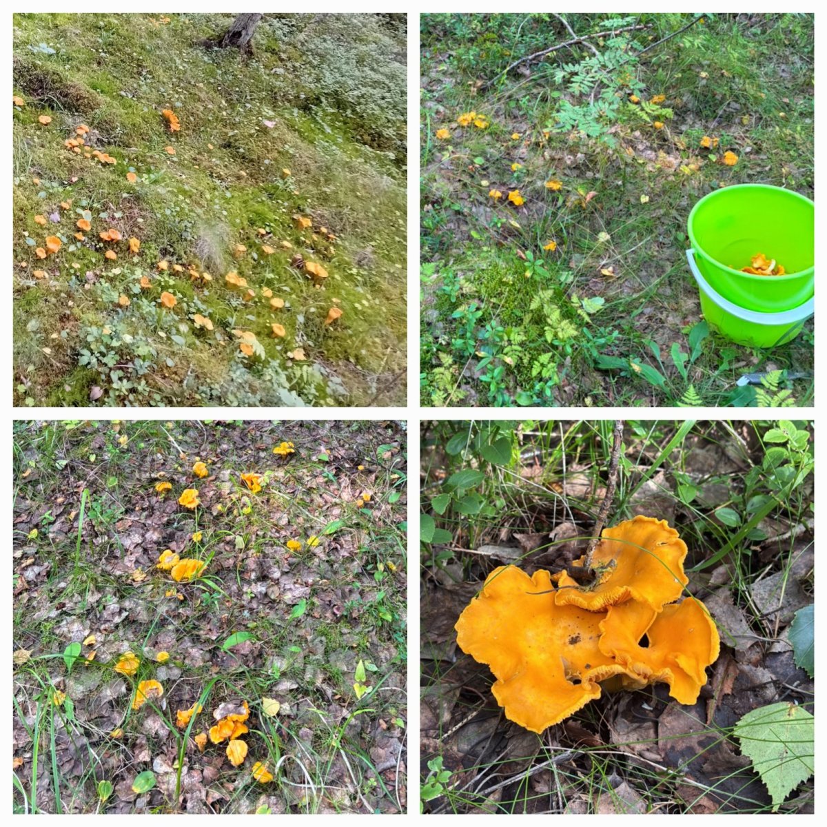 Metsäpuhdasta kanttarellia