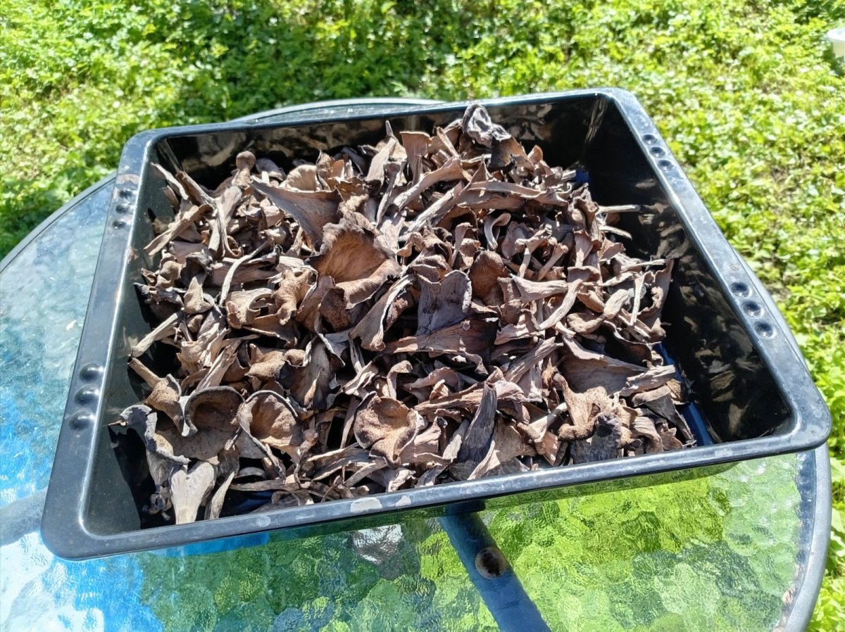 Tuoreita mustatorvisieniä 5L