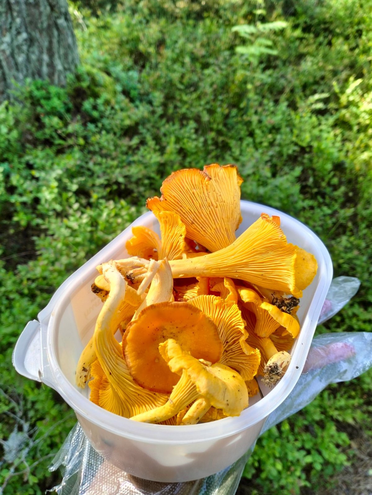 Erinomaisen laadukkaita tuoreita kantarelleja