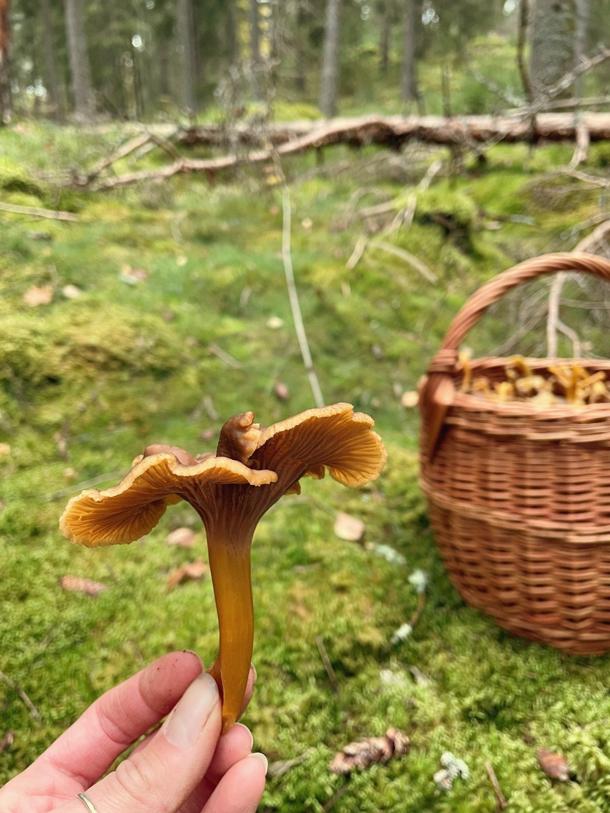 Suppilovahvero