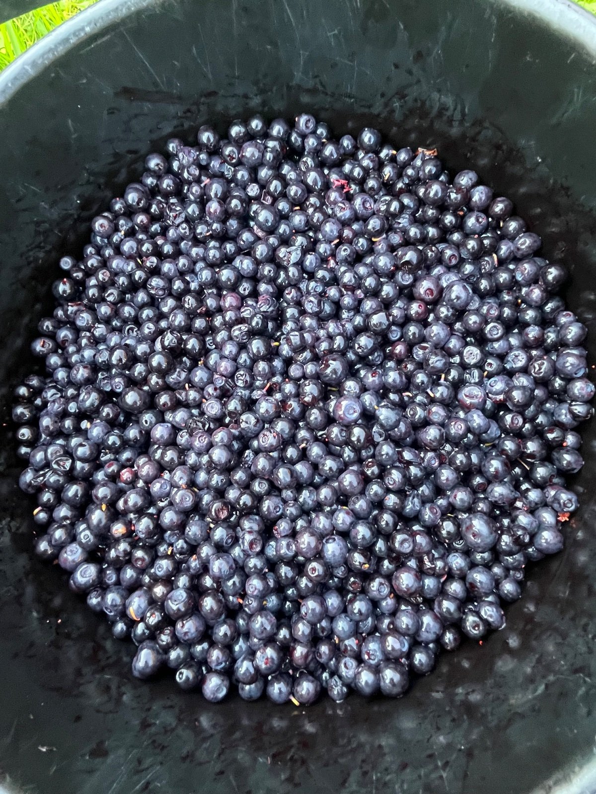 Tuoreita mustikoita