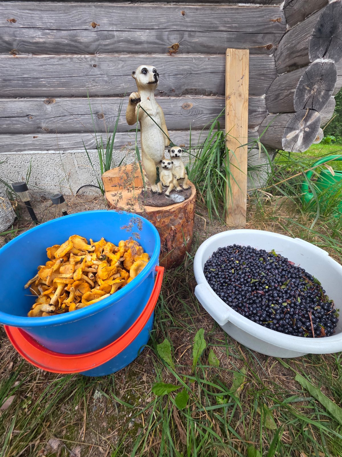 Poimitaan tilauksesta mustikkaa forssa/karkkila