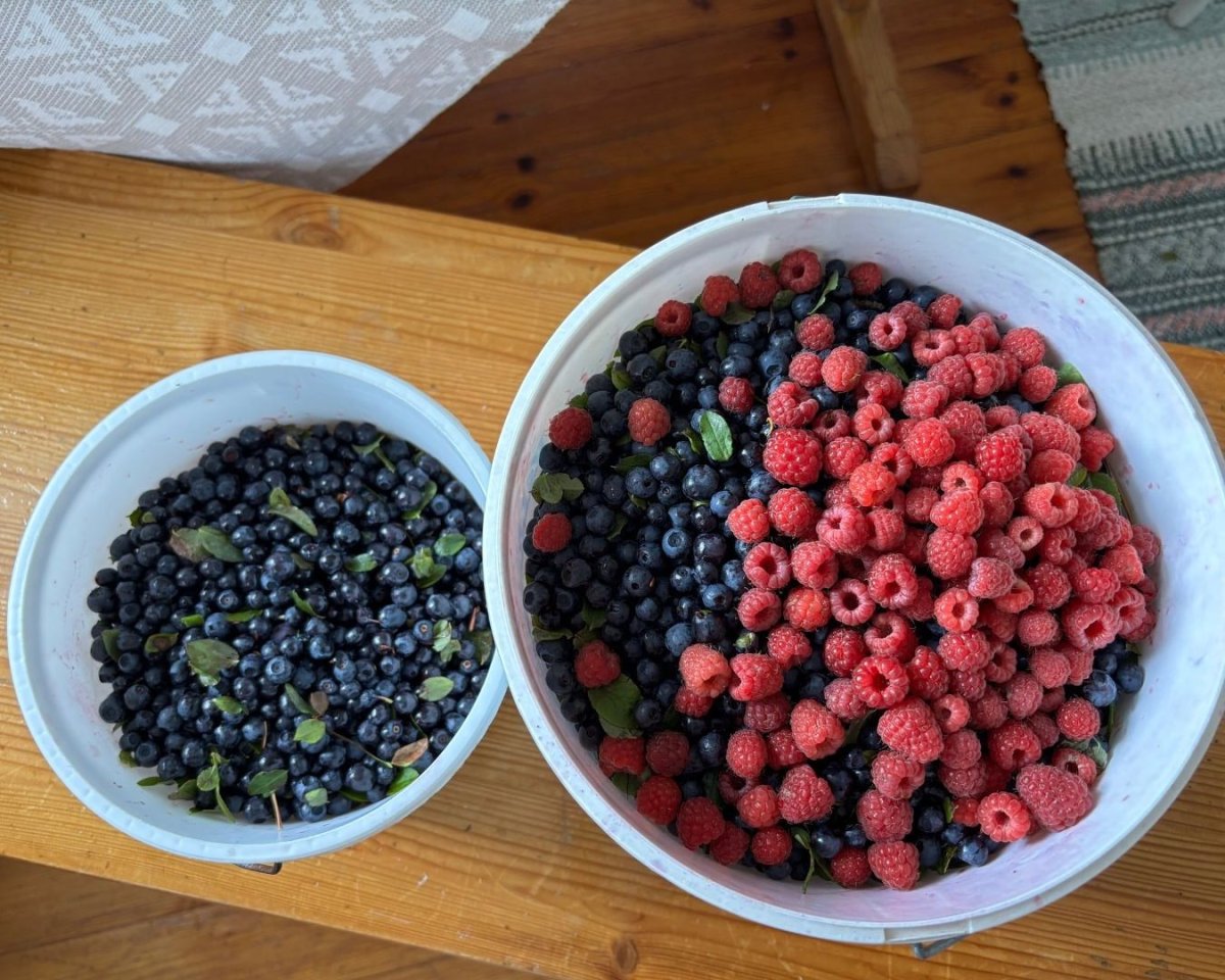 Tuoreita mustikoita Kirkkonummella