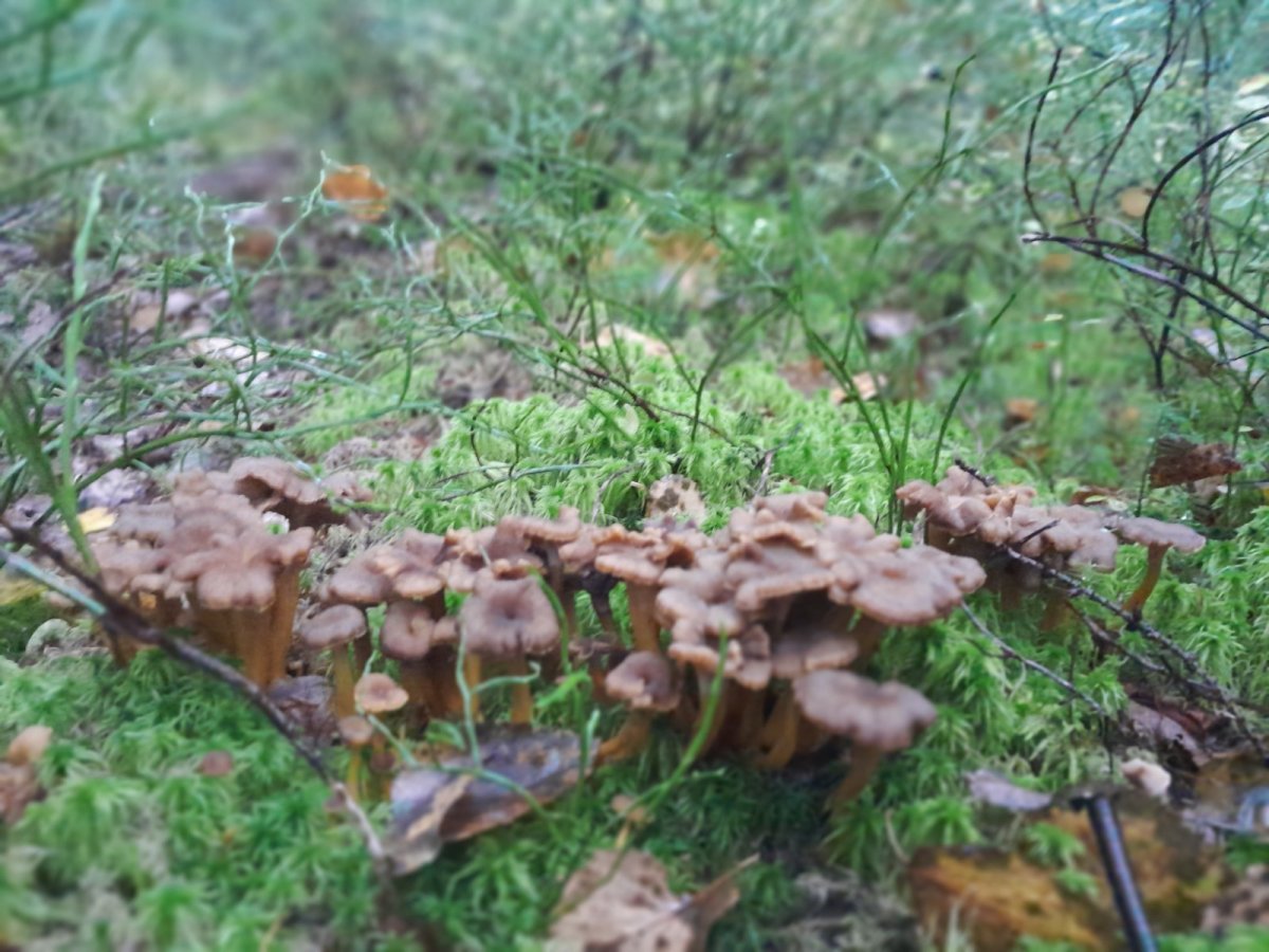 Tuoreita puhdistettuja suppilovahveroita, 8.9.2026 Itä-Vantaa
