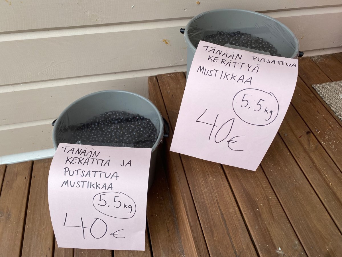 Tänään kerättyä mustikkaa