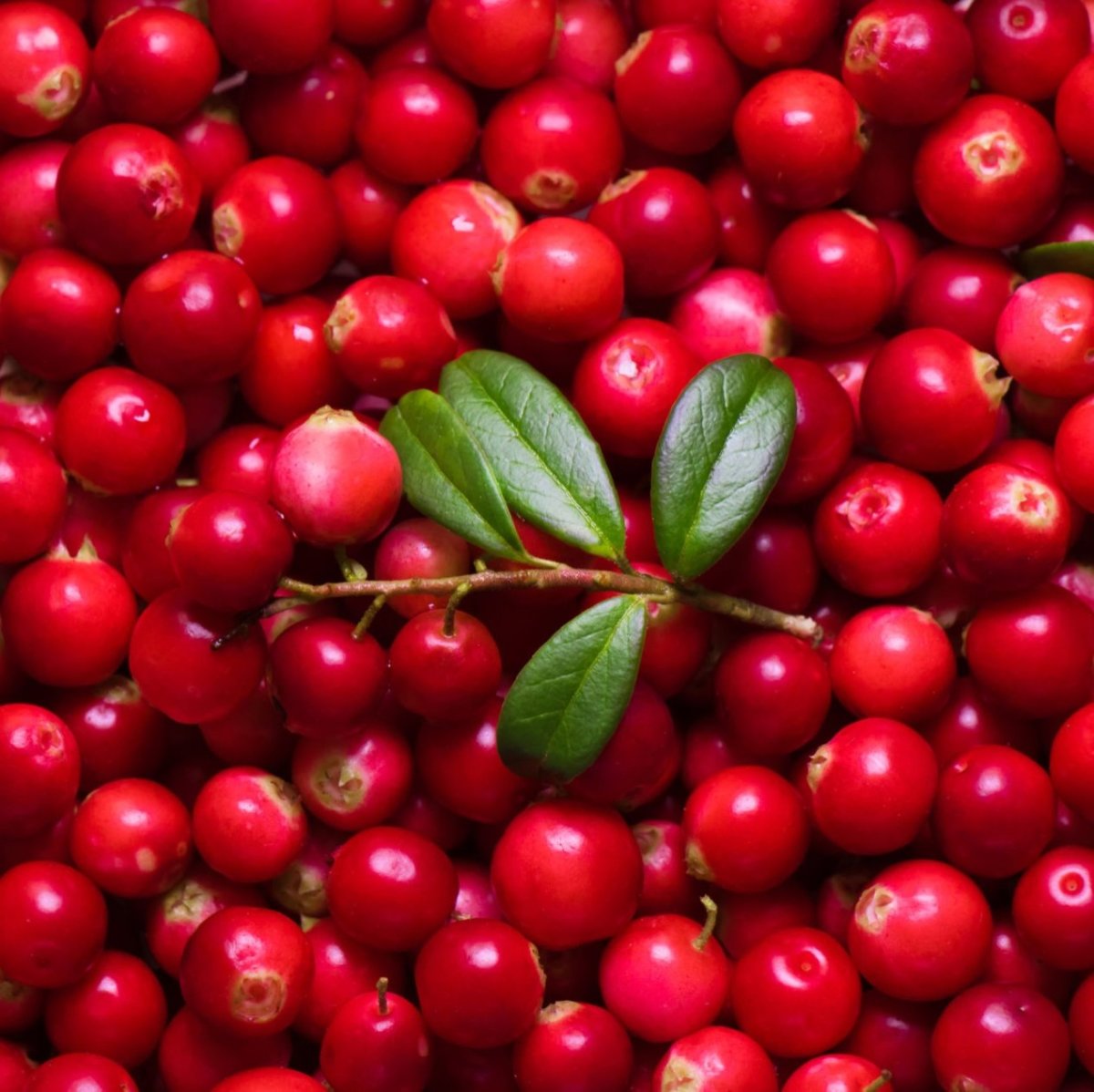 🍒 Tuoretta puhdistettua puolukkaa kotiinkuljetuksella 🚙✅