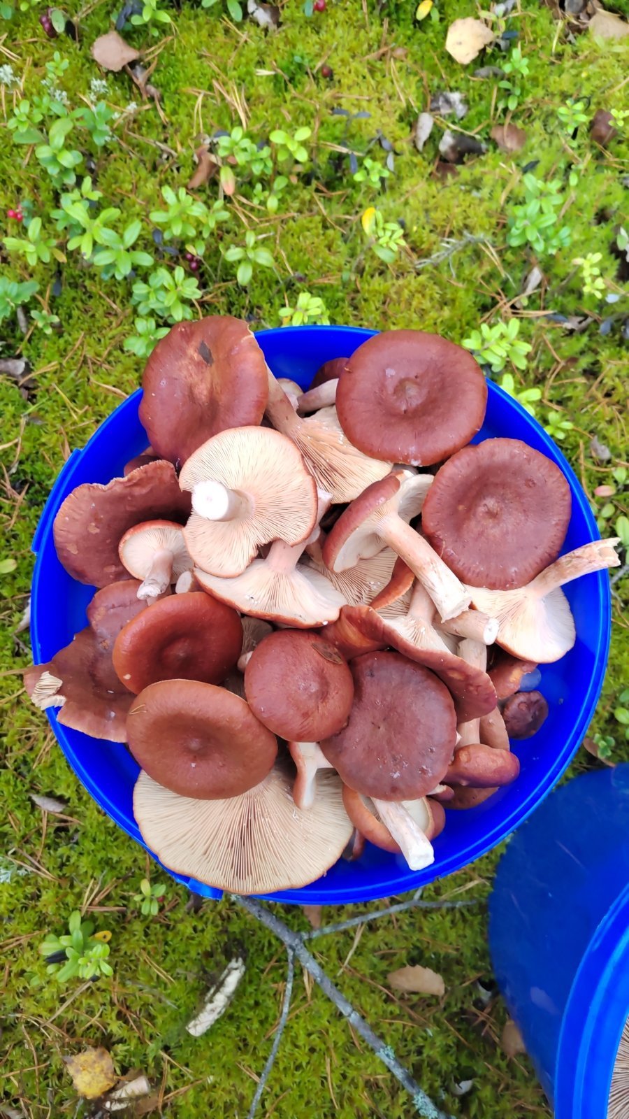 Kangasrouskuja valkealassa