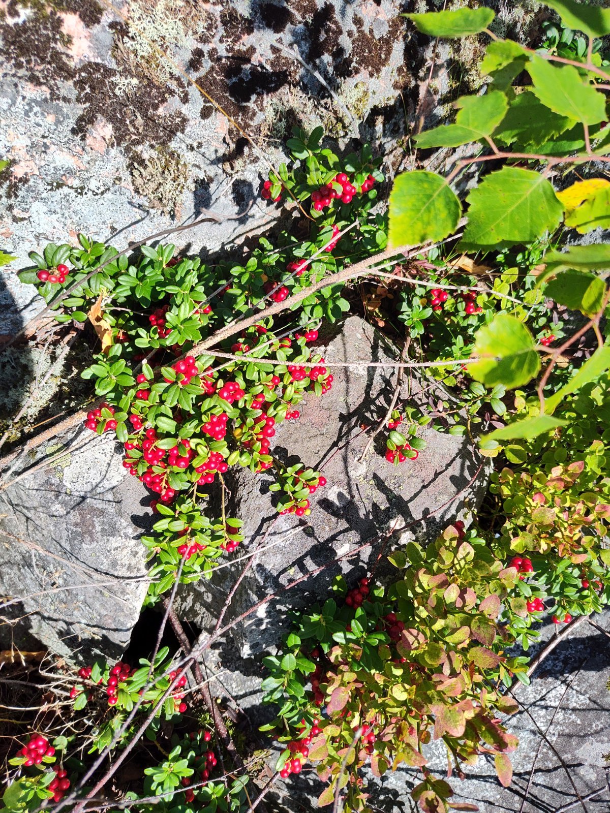 Tuoreita puolukoita