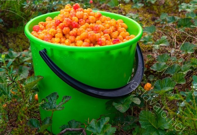 Tuoreita hilloja 13kg