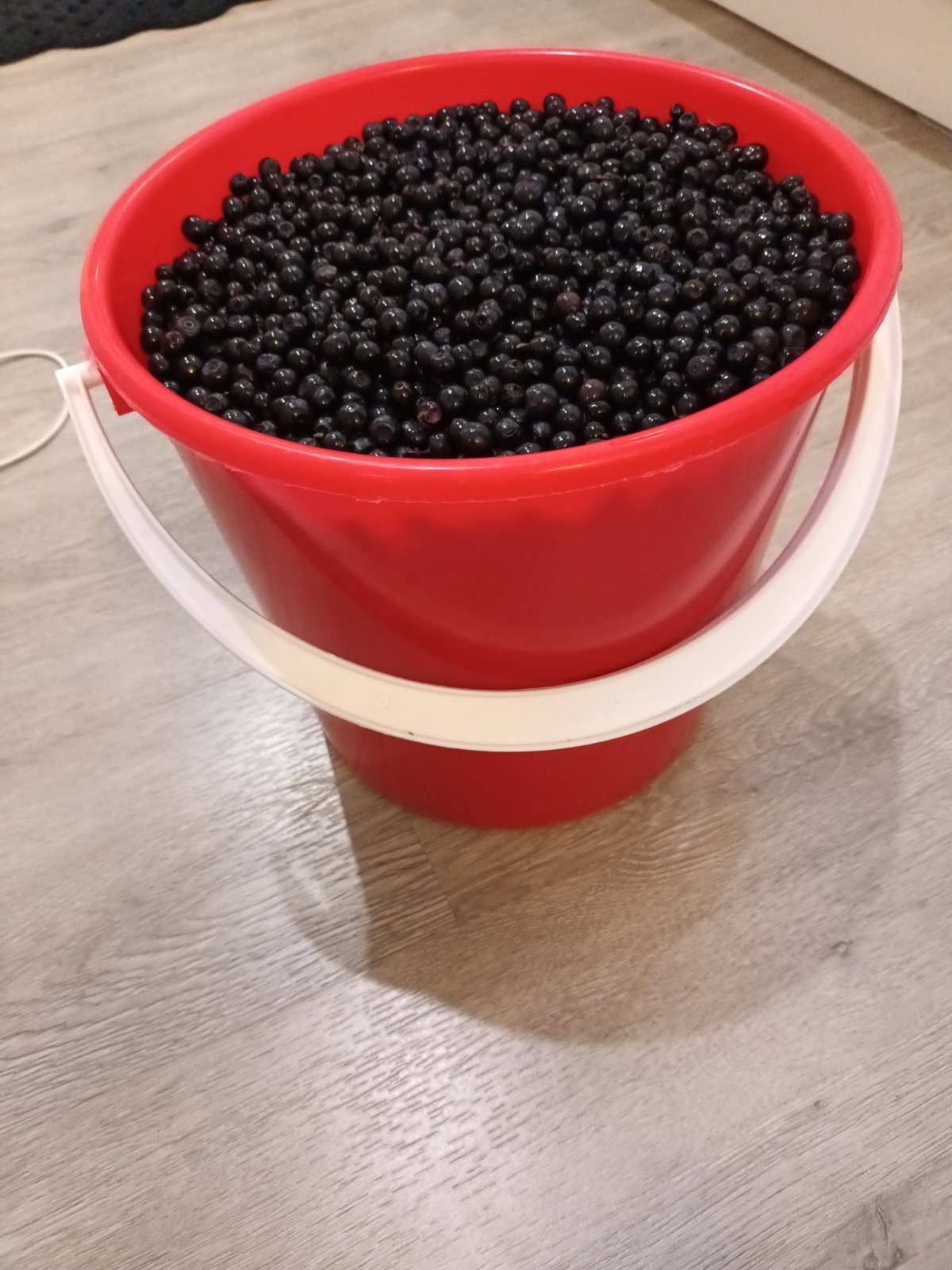 Nummelassa maanantaina poimittua mustikkaa