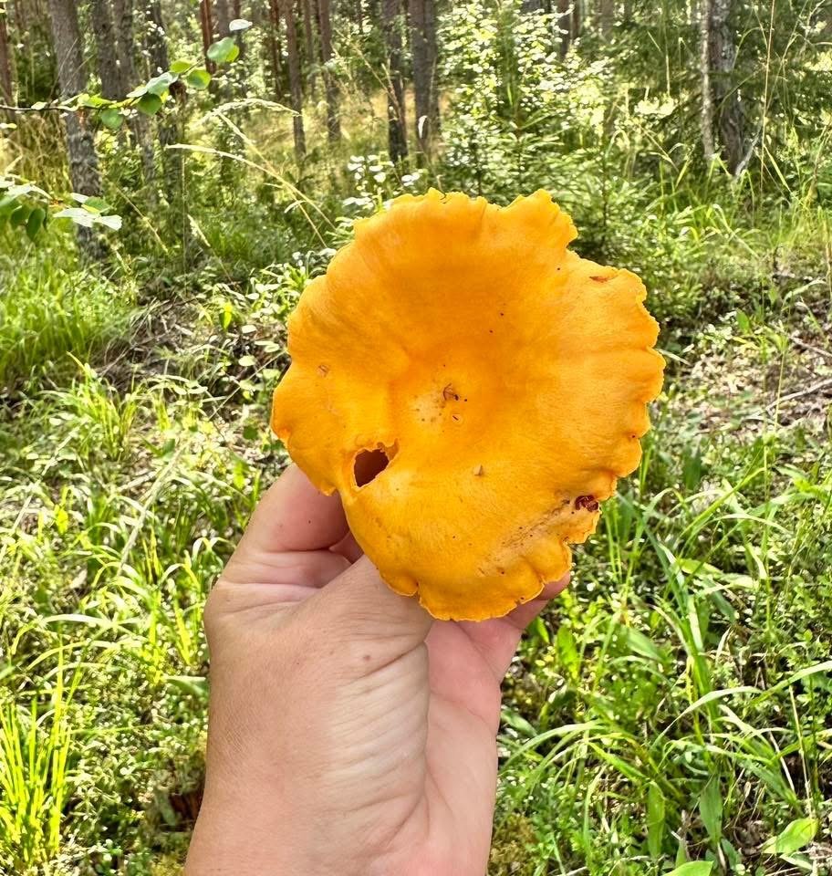Kantarelli Ennakkotilaus!
