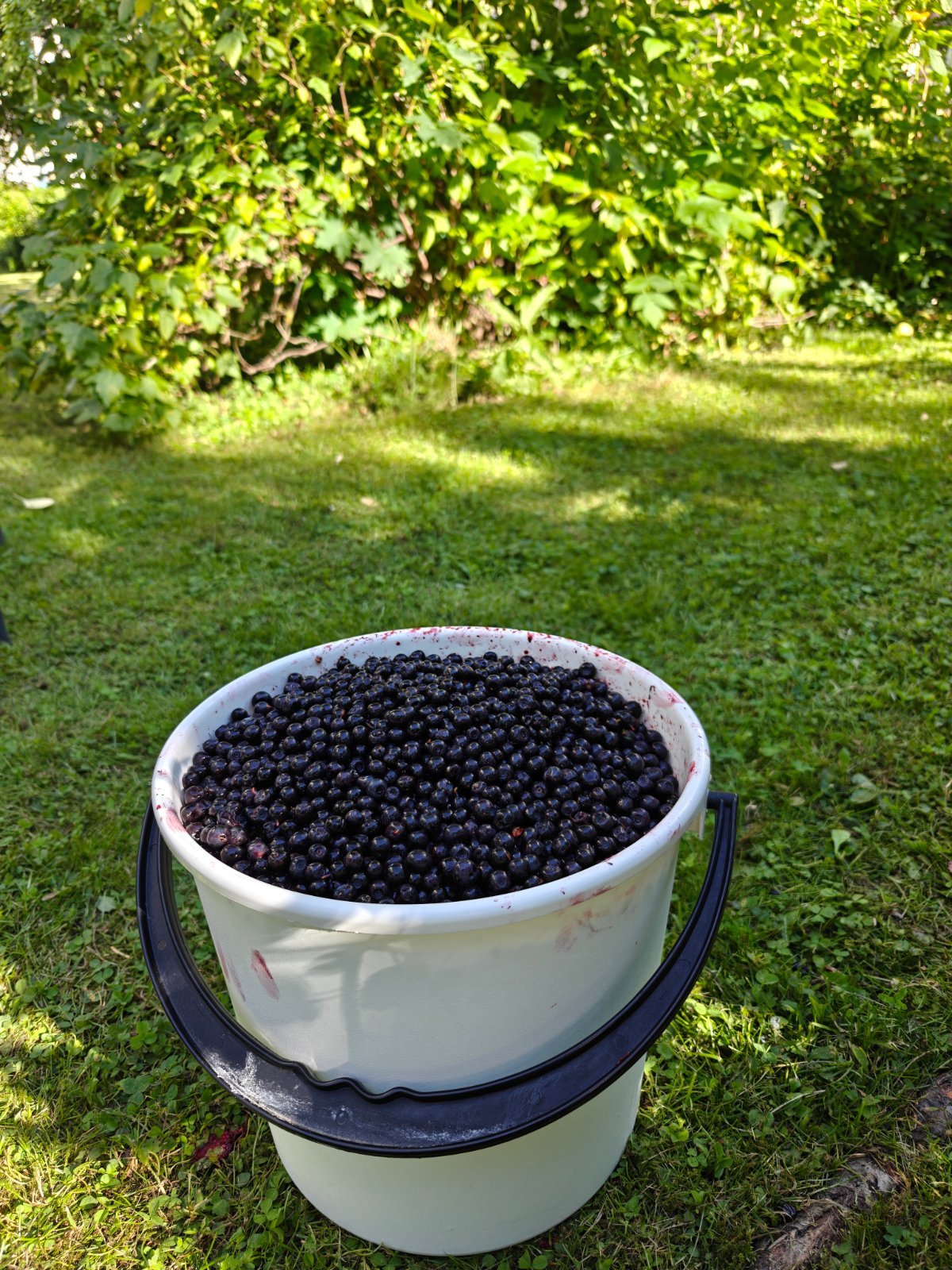 Puhdistettua Mustikkaa