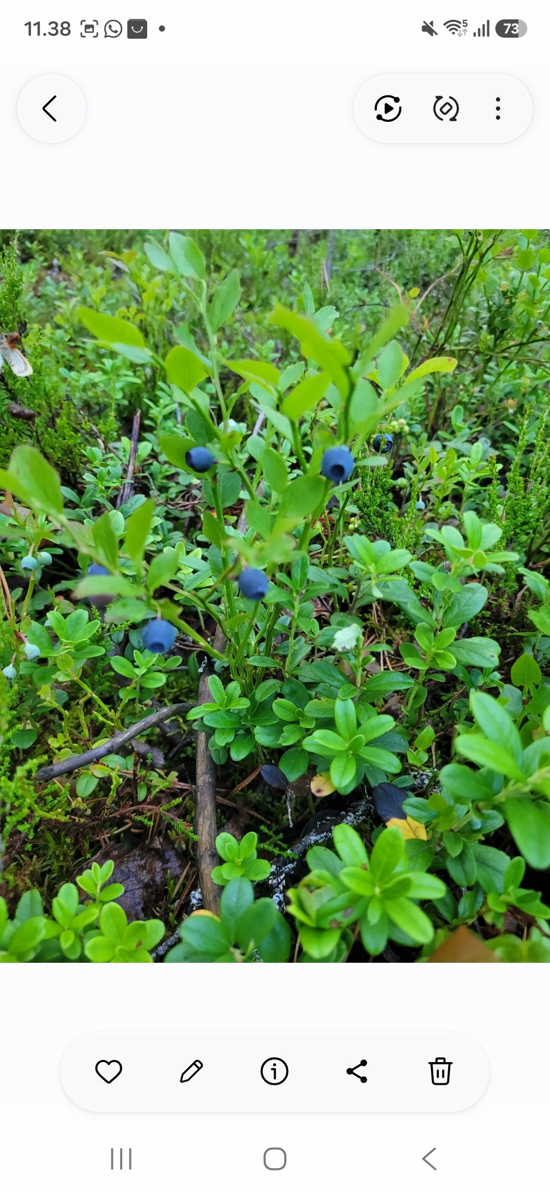 Tuoreita mustikoita lappeenrannasta