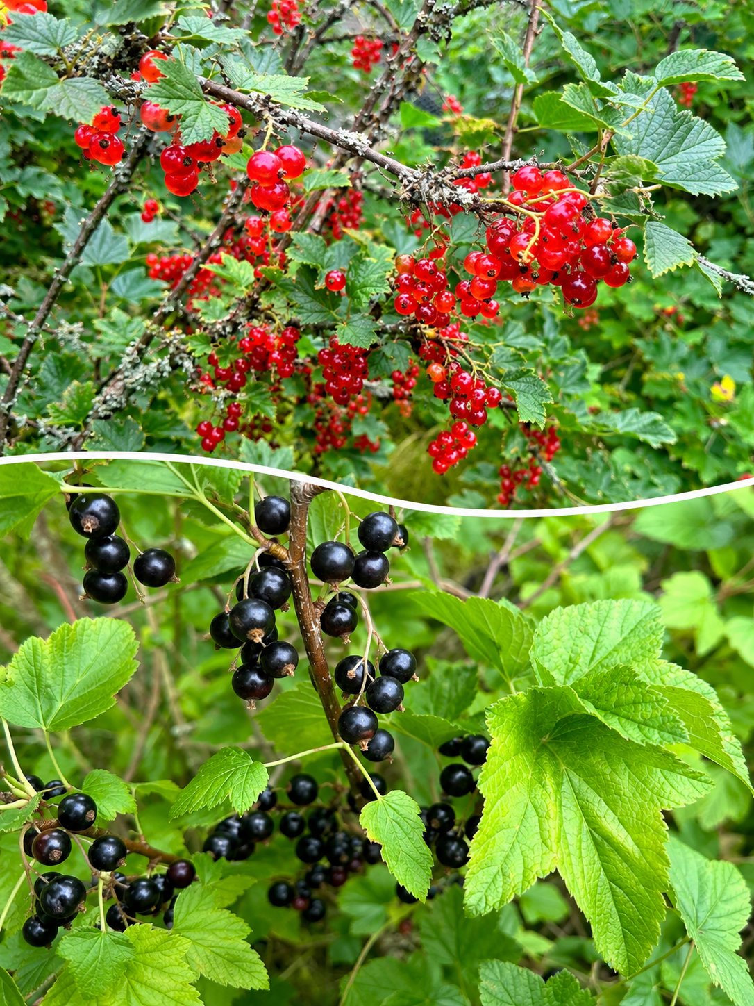 🌿 Tuoreita kotipihan musta- ja punaviinimarjoja 🌿