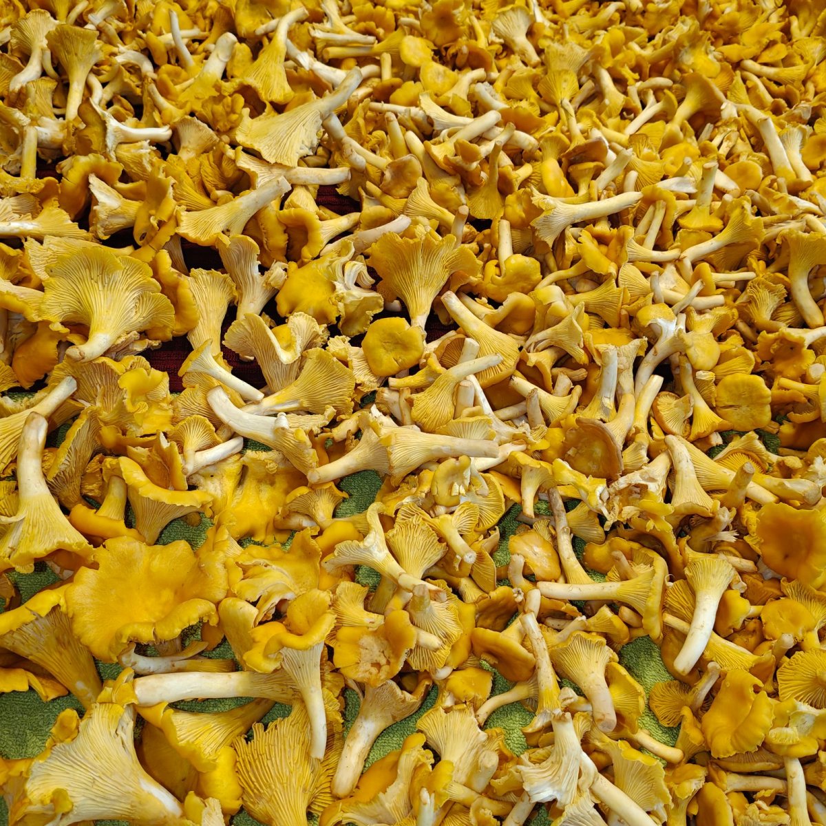Kantarellia